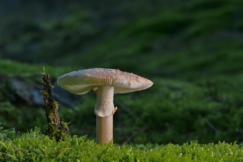 Elven Cuisine