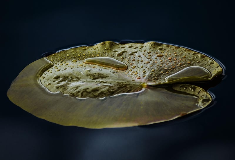 Water Lily Pond